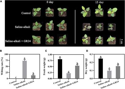 Strigolactone alleviates the salinity-alkalinity stress of Malus hupehensis seedlings